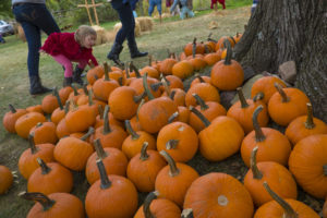 Pumpkins RHA