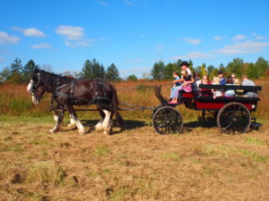 Clydesdale Carriage