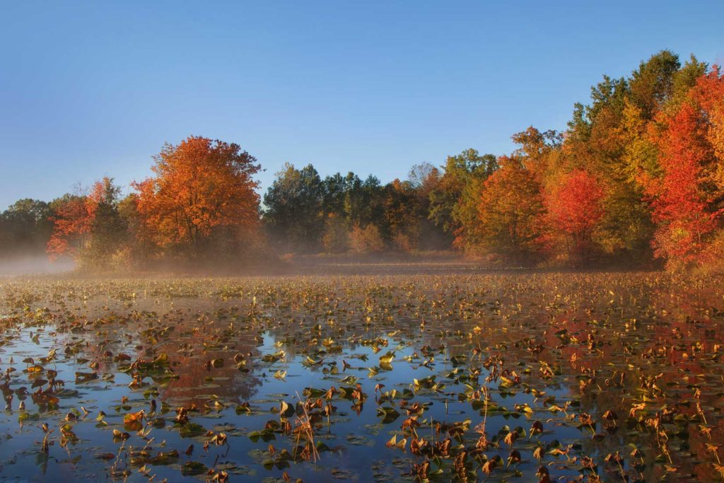 mist coming off of swamp with autumn leaves in background