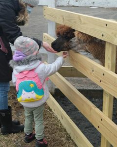 family feeding alpacas