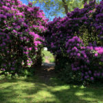 rhododendron covered entrance