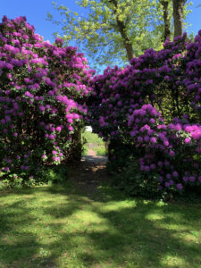 rhododendron covered entrance