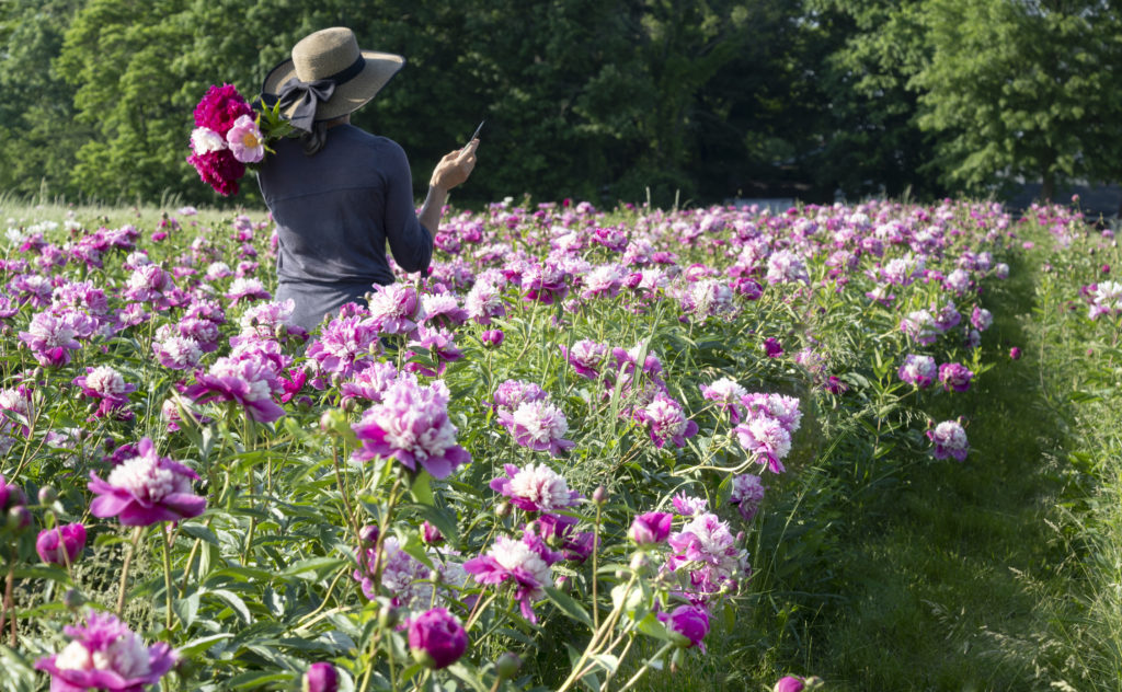 woman walking with peony bouquet