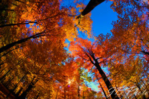 autumn trees with blue sky