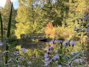 wildflowers foreground bridge and trees background