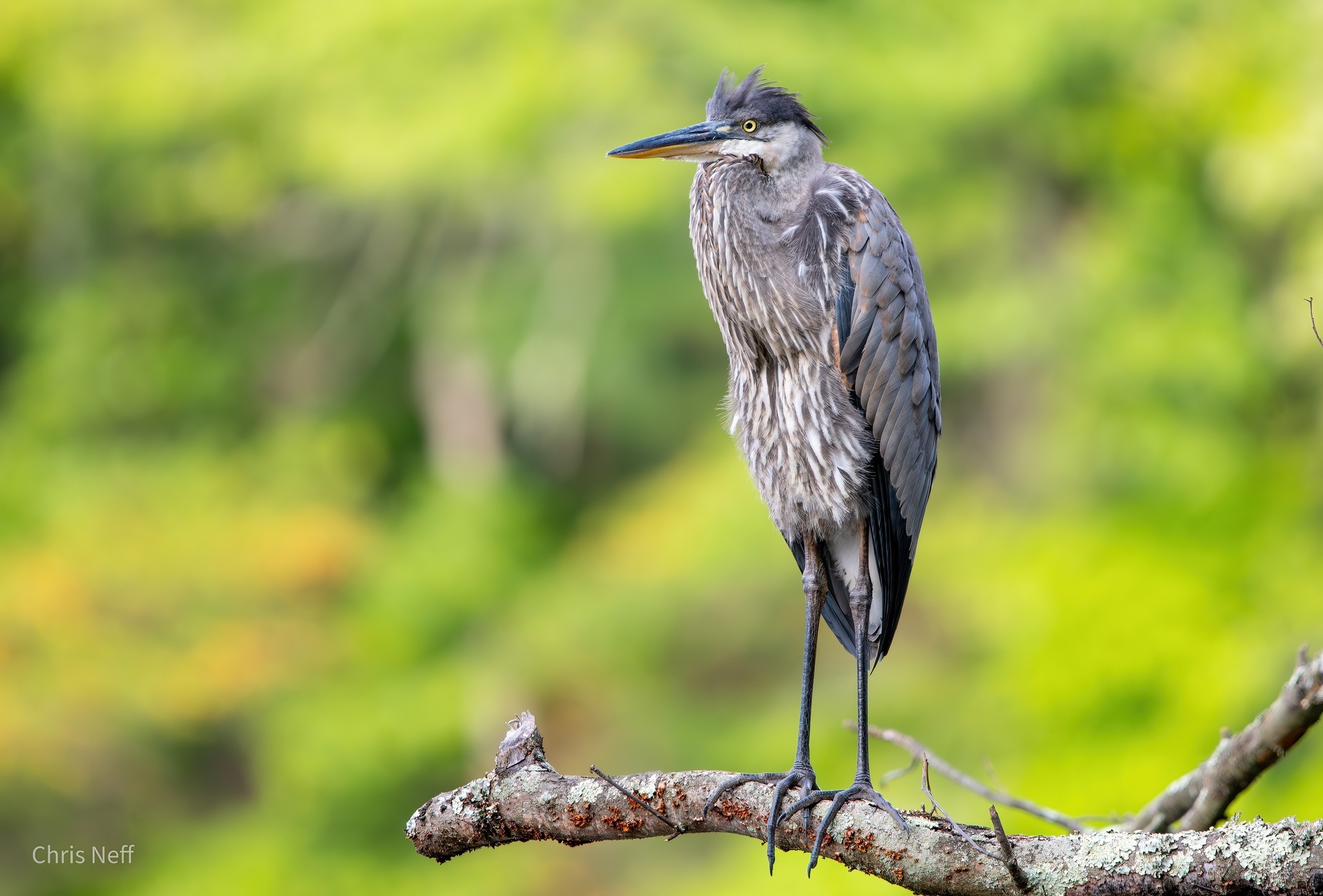 Great Blue Heron 2 CNEFF | Visit Somerset County NJ