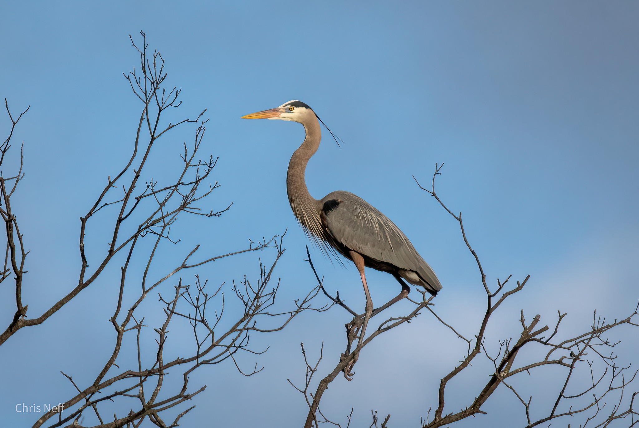 Great Blue Heron 3 CNEFF | Visit Somerset County NJ