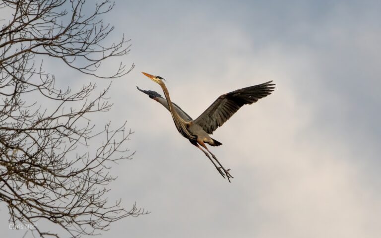 Great Blue Heron 4 CNEFF | Visit Somerset County NJ