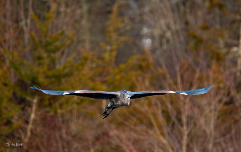 Great Blue Heron 5 CNEFF | Visit Somerset County NJ