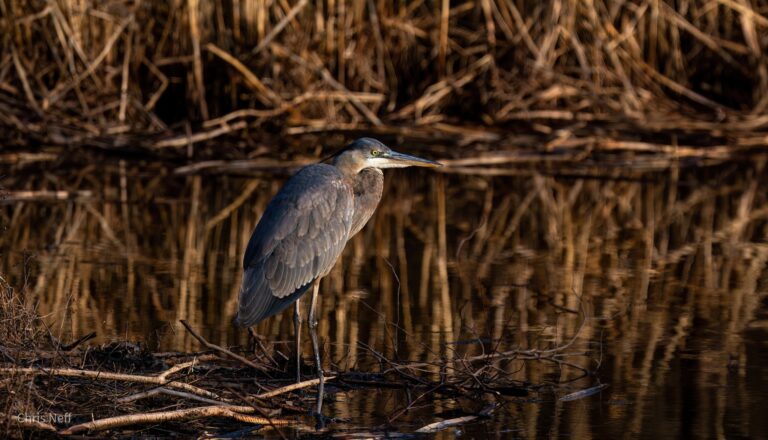 Great Blue Heron CNEFF | Visit Somerset County NJ