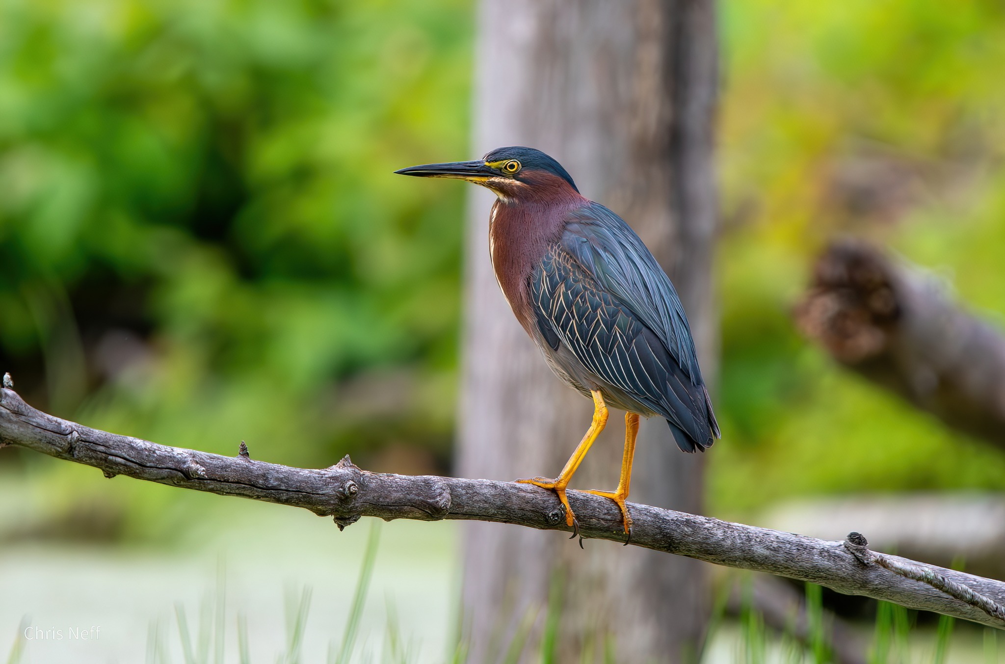 Green Heron CNEFF | Visit Somerset County NJ